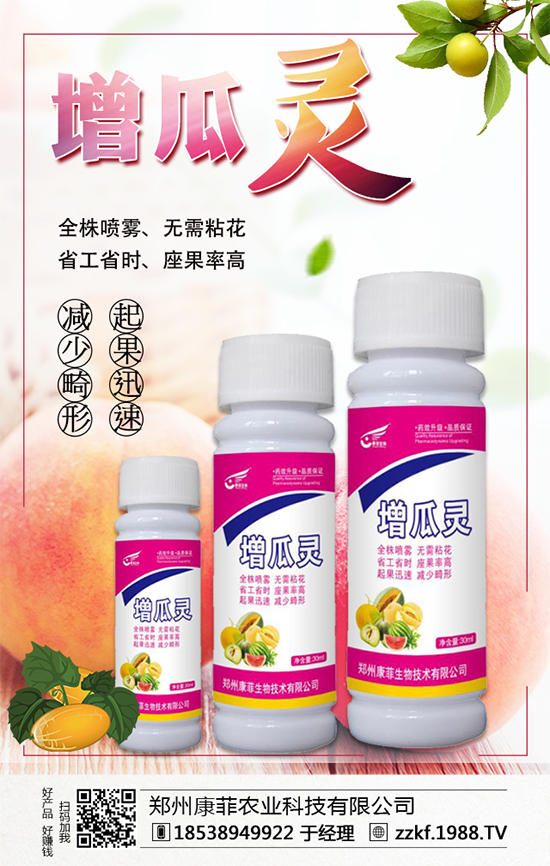 大棚南瓜怎么種植？大棚南瓜的種植中要點！