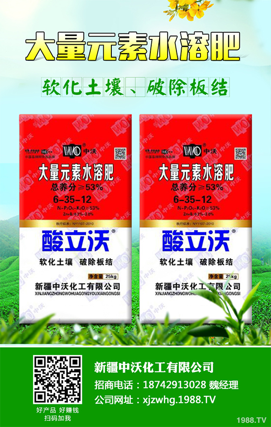 白皮松經(jīng)濟(jì)效益如何？2020白皮松的種植前景分析