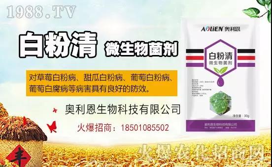 �׷۲�������(f��)�y�p���� ӛס�@��ˎ����Ч���ΰ׷۲����P����