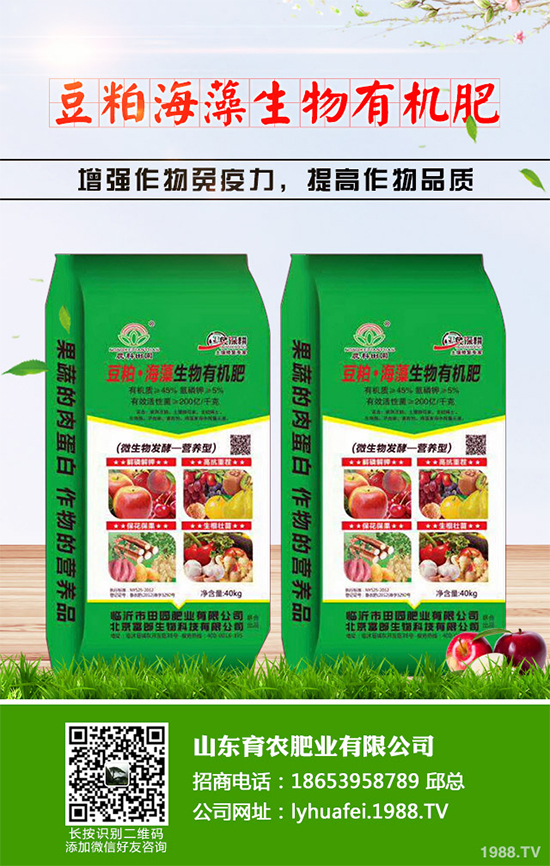 西蘭花種植需要注意些什么？西蘭花四個種植階段的管理要點(diǎn)