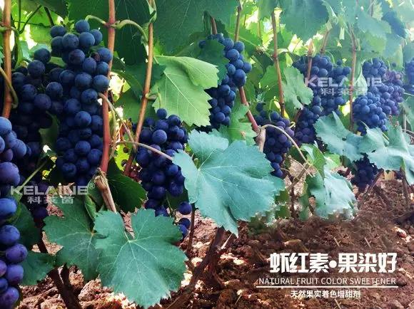 天然果實著色增甜劑——蝦紅素●果染好!