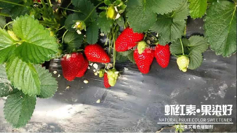 天然果實著色增甜劑——蝦紅素●果染好!