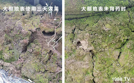 大棚地表使用三天效果和大棚地表未用藥時!