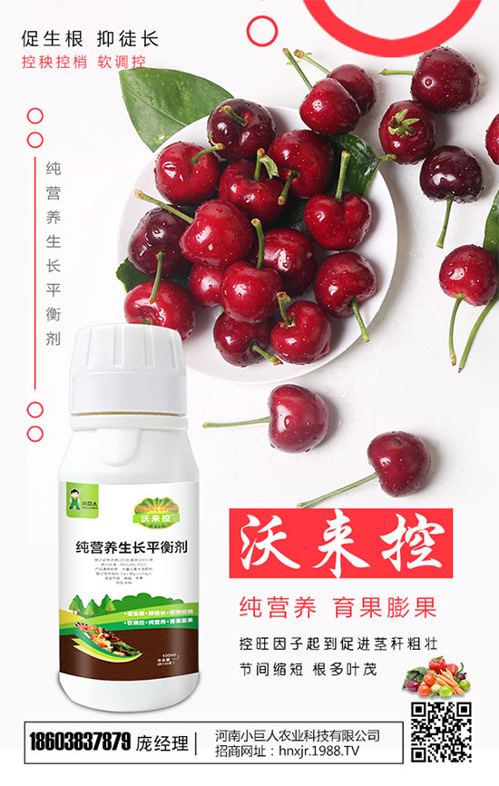 西葫蘆什么時(shí)間種植好?西葫蘆怎樣栽培才能高產(chǎn)?