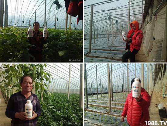 傻魚(yú)魚(yú)頭鈣-傻魚(yú)魚(yú)肥-倍豐