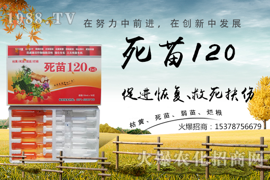 蔬菜種植不長(zhǎng)根,緩苗慢,死苗爛根?學(xué)會(huì)這些方法,蔬菜死苗爛根都不怕!