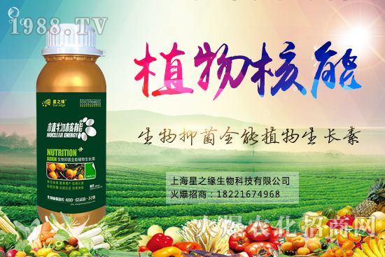 小南瓜育苗技術