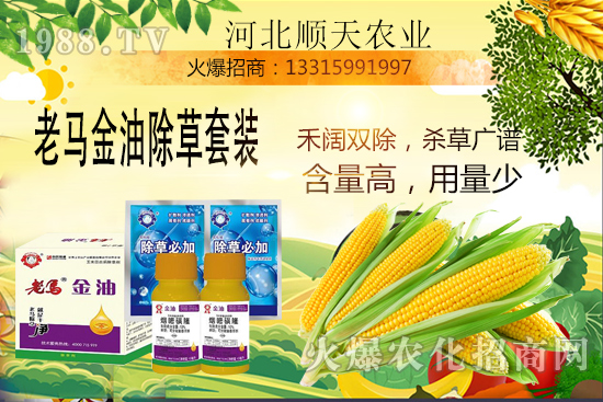 如何提高玉米苗后除草效率?玉米除草關(guān)鍵點(diǎn)大匯總!