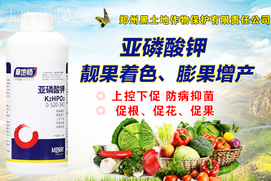 近期磷銨價格行情快訊(11月5日)