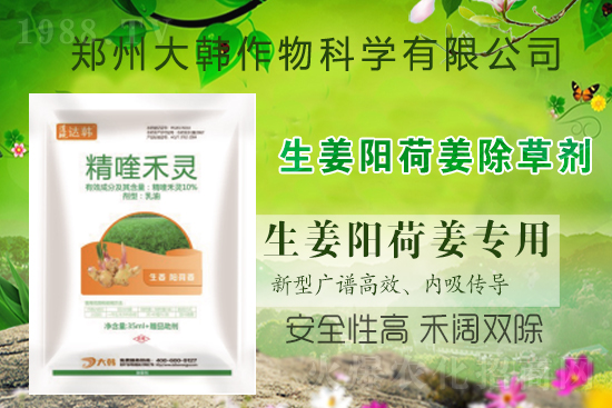 大姜陽荷姜怎么除草,姜地打什么除草劑,大姜陽荷姜除草方法及注意事項(xiàng)