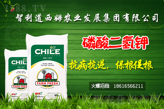 智利道西姆再簽1988.TV,開(kāi)啟網(wǎng)絡(luò)招商新模式!