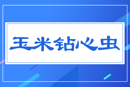 玉米鉆心蟲(chóng)