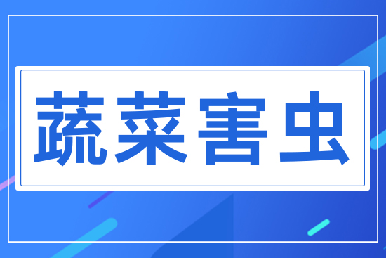 �߲˺��x(ch��ng)