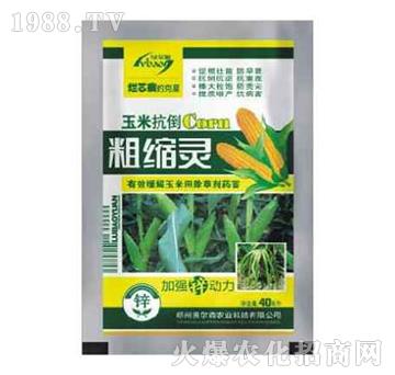 ���׿����ֿs�`-�W��ɭ