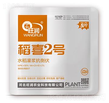 水稻灌漿抗倒伏-稻喜2號-旺潤農(nóng)業(yè)