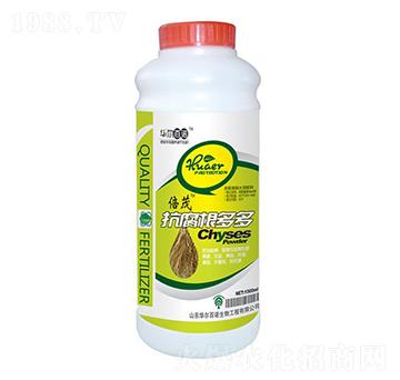 ����������_ʩ��-�A�����Z