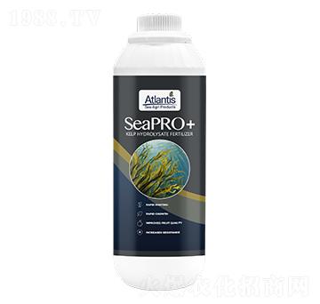 海藻·極寒-藍(lán)鉑森